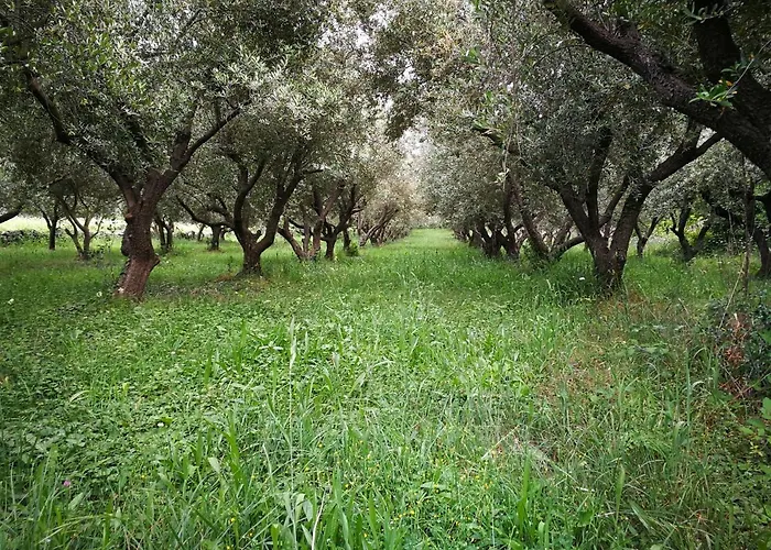 Ecohouse Oliveglia Orman Evi